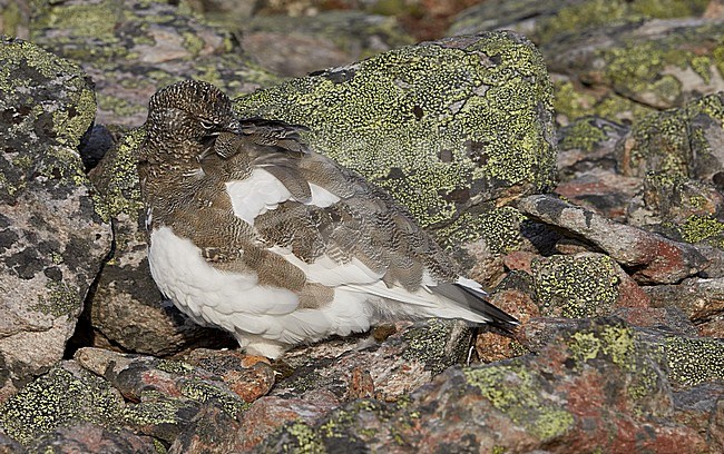 Vrouwtje Alpensneeuwhoen in zomerkleed, Female Rock Ptarmigan in summerplumage stock-image by Agami/Markus Varesvuo,