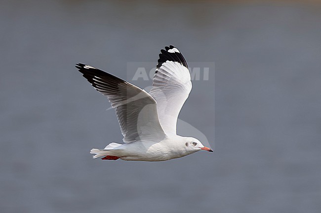 Adult brown-headed gull (Chroicocephalus brunnicephalus) in winter plumage in flight, found in Thailand, Pak Thale stock-image by Agami/Mathias Putze,
