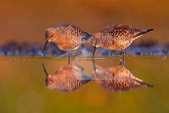 Curlew Sandpiper, Calidris ferruginea, standing in shallow water in Italy. Two summer plumaged Curlew Sandpipers together. stock-image by Agami/Daniele Occhiato,