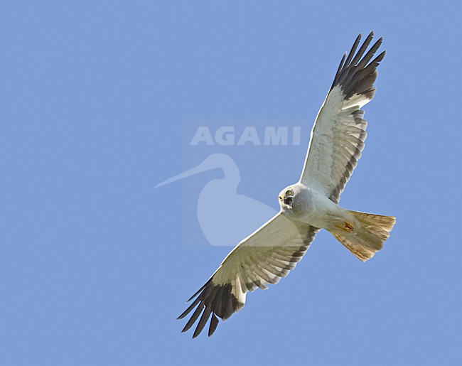 Hen Harrier adult flying againt blue sky; Blauwe Kiekendief volwassen vliegend tegen blauwe lucht stock-image by Agami/Jari Peltomäki,