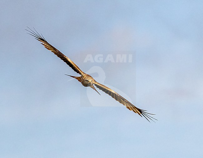 Black Kite, Milvus (migrans) in flight stock-image by Agami/Anja Nusse,