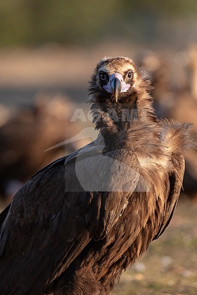Cinereous Vulture (Aegypius monachus) in the Extremadura in Spain. Adult bird looking straight into the camera during the early morning. stock-image by Agami/Marc Guyt,
