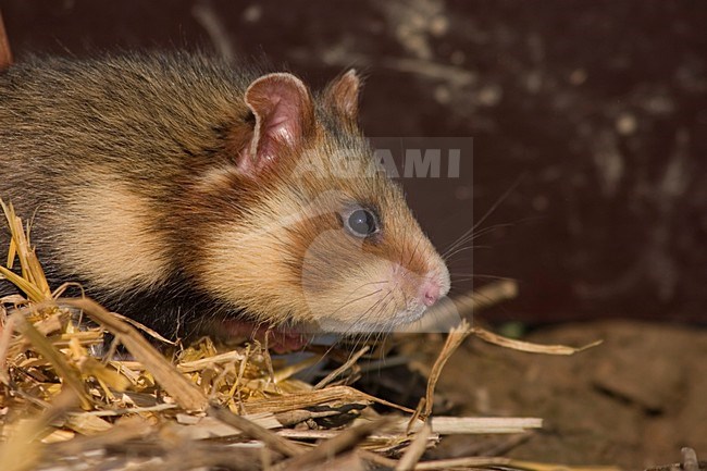 Europese Hamster close up; European Hamster close up stock-image by Agami/Harvey van Diek,