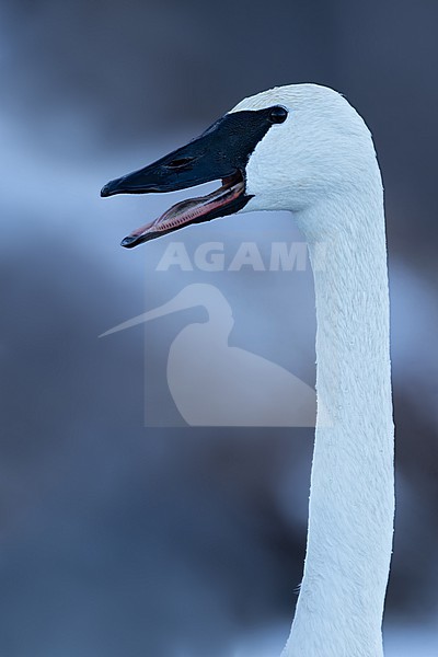 Trumpeter Swan (Cygnus buccinator) in a snow covered pond in Minnesota stock-image by Agami/Dubi Shapiro,