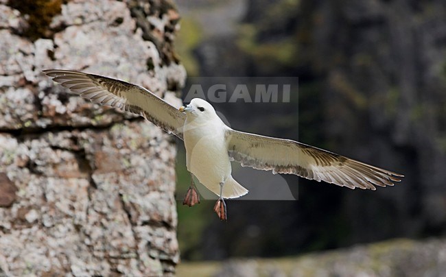 Noordse Stormvogel, Northern Fulmar, Fulmarus glacialis stock-image by Agami/Markus Varesvuo,