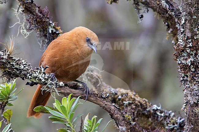 Rufous Wren (Cinnycerthia unirufa unibrunnea) at Chingaza National Park, Colombia. stock-image by Agami/Tom Friedel,