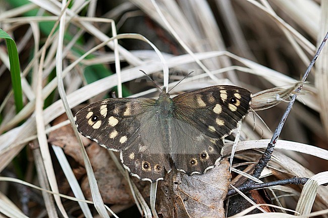 Speckled Wood, Pararge aegeria, in Finland. stock-image by Agami/Dick Forsman,