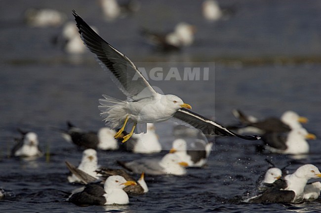Vliegende Kleine Mantelmeeuw; Flying Lesser Black-backed Gull; stock-image by Agami/Arie Ouwerkerk,