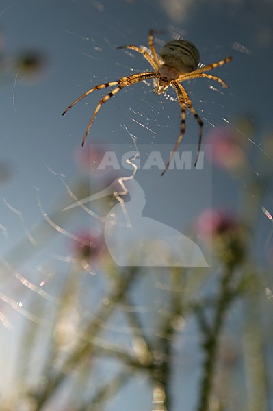 Wespspin op web, Wasp spider in web stock-image by Agami/Rob de Jong,