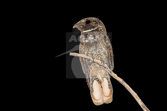 Rufous Nightjar, Antrostomus rufus, in Paraguay. stock-image by Agami/Pete Morris,