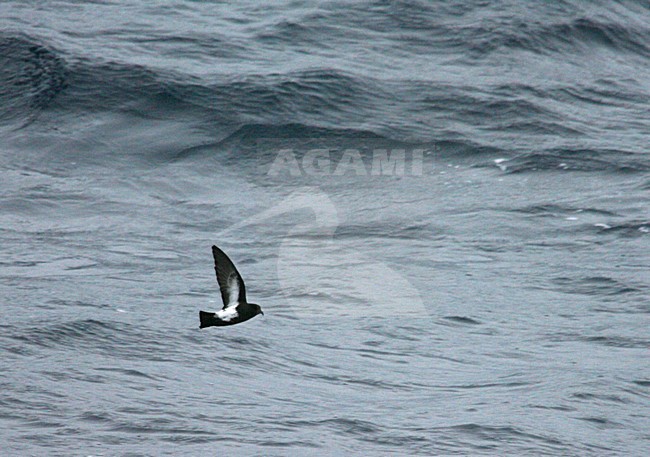 Black-bellied Storm-petrel flying over the ocean stock-image by Agami/Marc Guyt,
