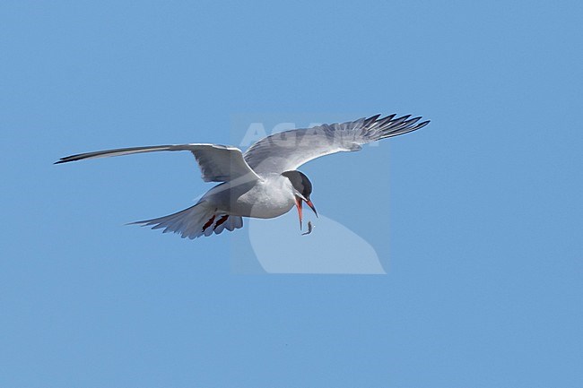 Adult breeding Arctic Tern (Sterna paradisaea) flying over the tundra of Churchill, Manitoba, Canada. With blue sky as a background. stock-image by Agami/Brian E Small,