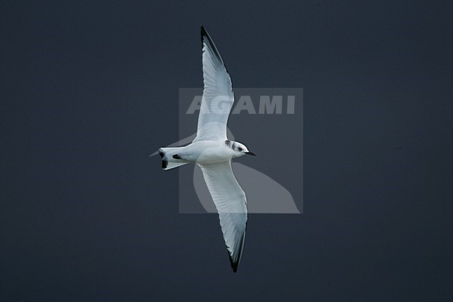 Black-legged Kittiwake immature flying; Drieteenmeeuw onvolwassen vliegend stock-image by Agami/Menno van Duijn,