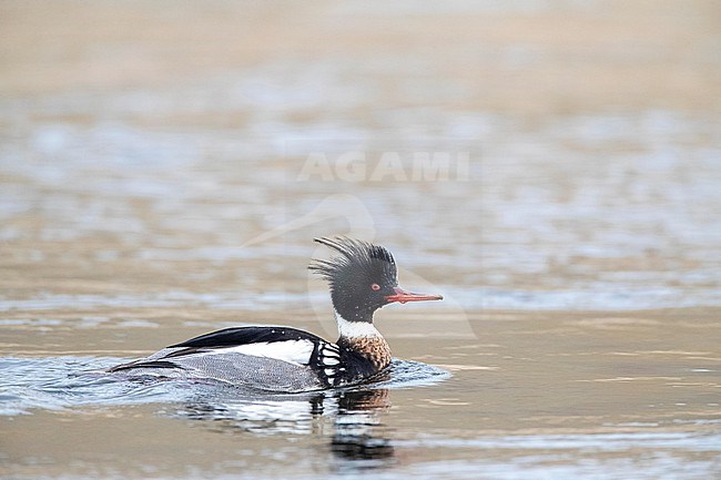 Wintering male Red-breasted Merganser (Mergus serrator) swimming in the Rhine outlet in the North sea at Katwijk, Netherlands. stock-image by Agami/Marc Guyt,