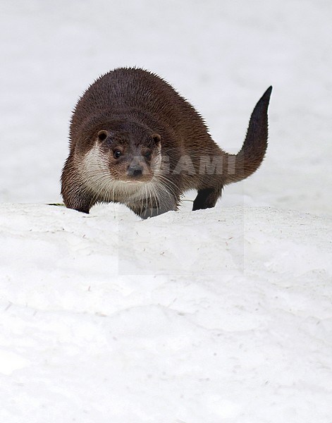 European Otter (Lutra Lutra) playing in the snow stock-image by Agami/Han Bouwmeester,