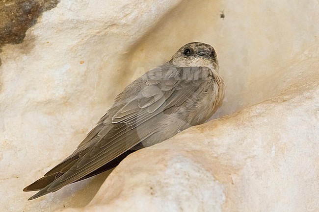 Pale Crag Martin (Ptyonoprogne obsoleta arabica), individual perched on a rock on Oman stock-image by Agami/Saverio Gatto,
