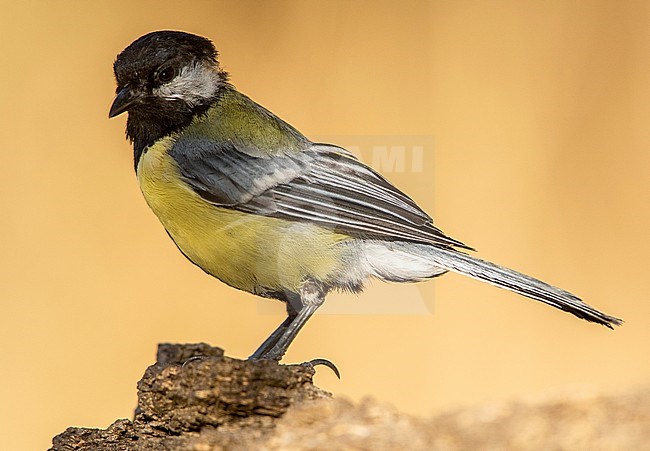 Worn Great Tit (Parus major) during summer in Cordoba, Spain. stock-image by Agami/Oscar Díez,