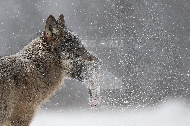 Wolf in snow covered forest in Poland stock-image by Agami/Han Bouwmeester,