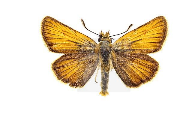 Essex Skipper, Thymelicus lineola stock-image by Agami/Wil Leurs,
