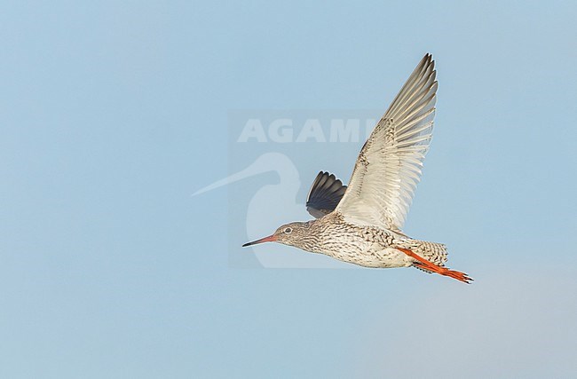 Adult Common Redshank, Tringa totanus, in flight in the Netherlands. stock-image by Agami/Marc Guyt,