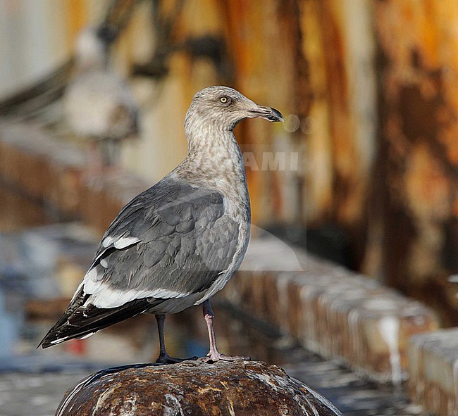 Third-winter Slaty-backed Gull (Larus schistisagus) wintering in harbour of Rauso Hokkaido in Japan. stock-image by Agami/Dani Lopez-Velasco,