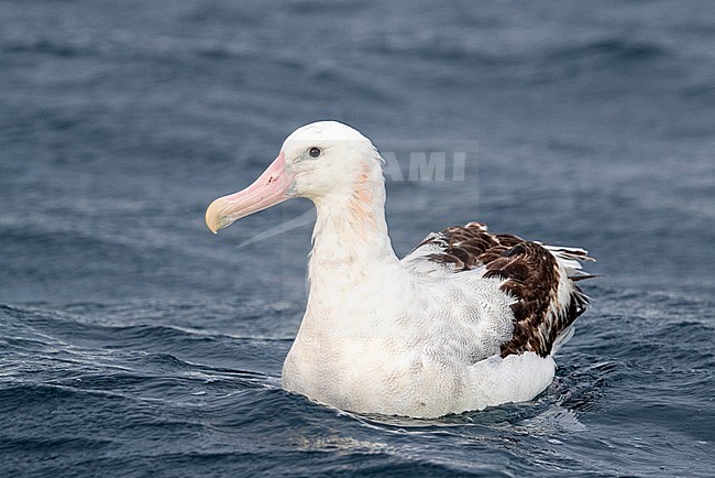 Portrait of a Gibson's Albatross (Diomedea gibsoni) swimming at sea off Kaikoura, New Zealand. stock-image by Agami/Marc Guyt,