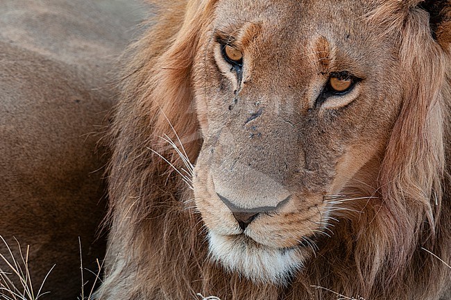 Close up portrait of a male lion, Panthera leo, resting. Chief Island, Moremi Game Reserve, Okavango Delta, Botswana. stock-image by Agami/Sergio Pitamitz,
