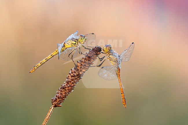 Libellen met dauw, Dragonflys with dew stock-image by Agami/Reint Jakob Schut,