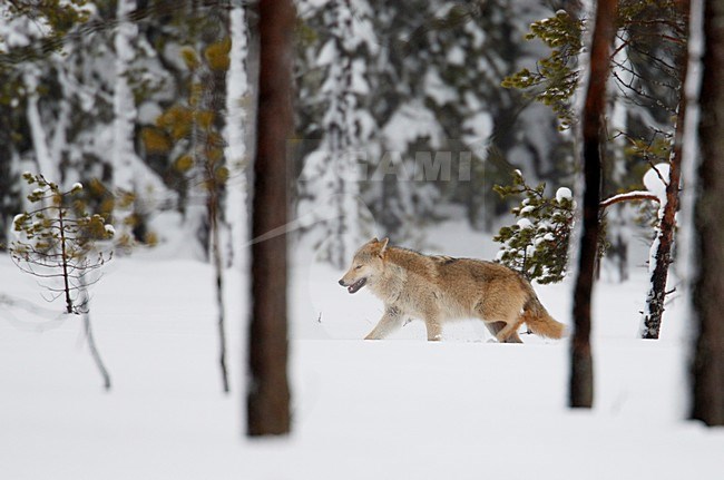 Europese Wolf in de sneeuw; European Wolf in snow stock-image by Agami/Markus Varesvuo,