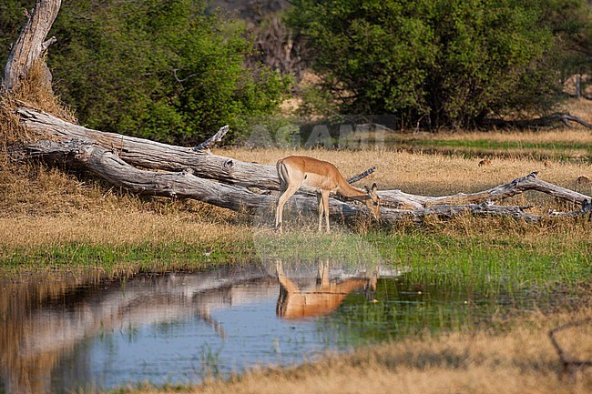 An impala, Aepyceros melampus, drinking. Okavango Delta, Botswana. stock-image by Agami/Sergio Pitamitz,