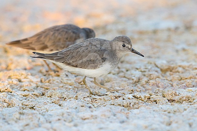 Temminck's Stint (Calidris temminckii), side view of an adult in winter plumage in Oman. stock-image by Agami/Saverio Gatto,