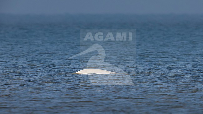 Beluga Whale (Delphinapterus leucas) swimming off Julianadorp, Noord Holland, the Netherlands. stock-image by Agami/Vincent Legrand,