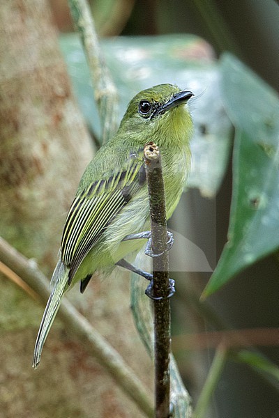 Olive-faced Flatbill (Tolmomyias viridiceps viridiceps) at Puerto Nariño, Amazonas, Colombia. stock-image by Agami/Tom Friedel,