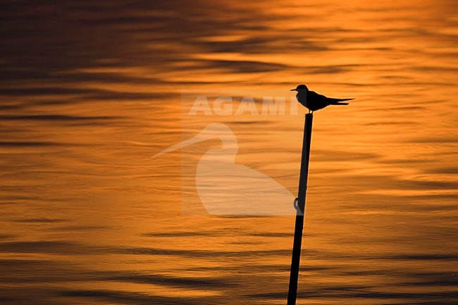 Zwarte Stern bij avondlicht; Black Tern at sunset stock-image by Agami/Harvey van Diek,