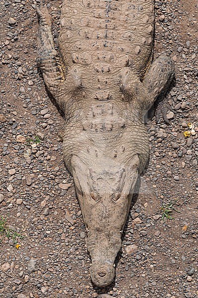 Close up portrait of an American crocodile, Crocodylus acutus. Tarcoles River, Carara National Park, Costa Rica. stock-image by Agami/Sergio Pitamitz,