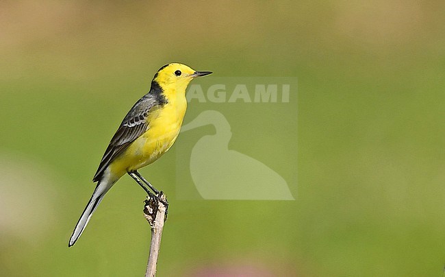 A smart male Citrine Wagtail at it's wintering grounds in Oman stock-image by Agami/Eduard Sangster,