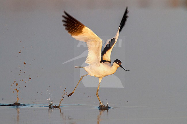 Pied Avocet, Kluut, Recurvirostra avosetta stock-image by Agami/Oscar Díez,
