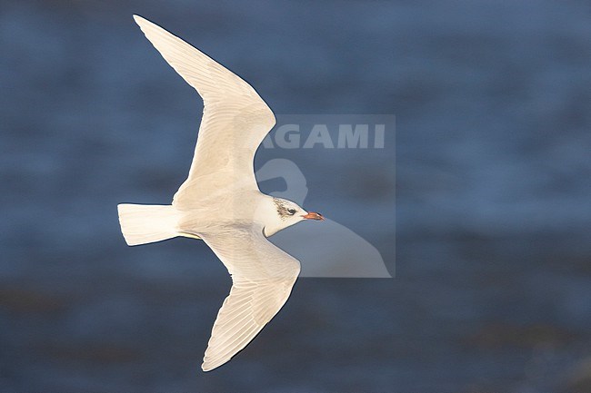 Mediterranean Gull (Ichthyaetus melanocephalus), adult in winter plumage in flight showing upperparts, Campania, Italy stock-image by Agami/Saverio Gatto,