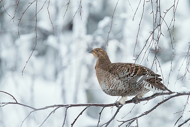 Vrouwtje Korhoen, Black Grouse female stock-image by Agami/Markus Varesvuo,