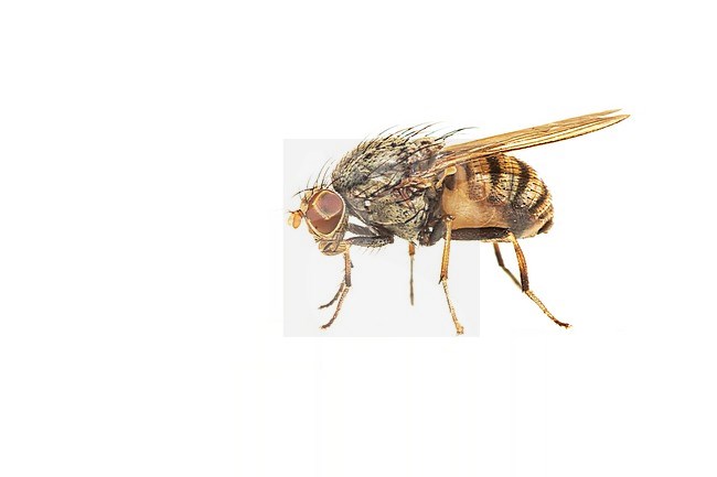 Minettia fasciata-gr. stock-image by Agami/Wil Leurs,