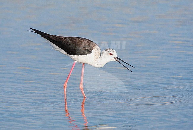 Black-winged Stilt (Himantopus himantopus) at the Skala Kalloni Salt Pans, on the island of Lesvos, Greece stock-image by Agami/Marc Guyt,