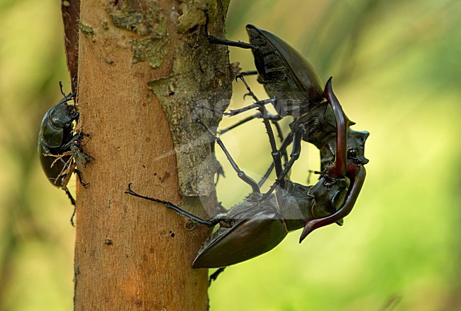Vechtende Vliegend hert mannetjes, Fighting males Stag beetle stock-image by Agami/Rob de Jong,