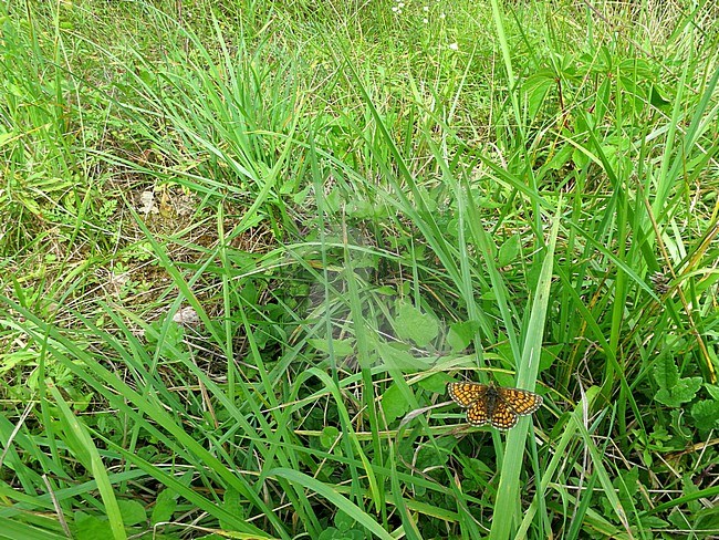 Heath Fritillary, Melitaea athalia, along the GR 65, Via Podiensis, in France. stock-image by Agami/Marc Guyt,