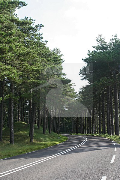 Coastal Pinewoods Bergen aan Zee Netherlands, Kust Dennenbossen Bergen aan Zee Nederland stock-image by Agami/Marc Guyt,