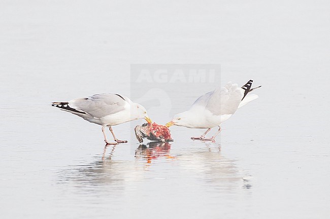 Herring Gull, Larus argentatus pair feeding on carcass of pigeon on ice stock-image by Agami/Menno van Duijn,