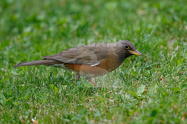 Brown-headed Thrush on ground in Hokkaido, Japan. stock-image by Agami/Stuart Price,