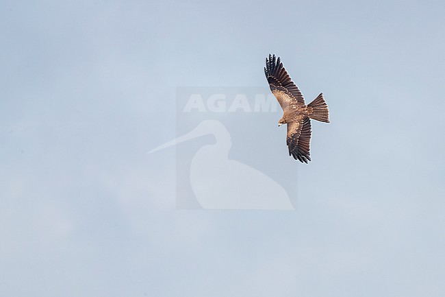 Immature Yellow-billed Kite (Milvus aegyptius aegyptius) in Mogadishu in Somalia. stock-image by Agami/David Monticelli,