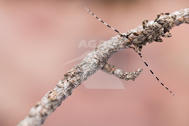 Acanthocinus reticulatus, Germany (Baden-Württemberg), imago, male stock-image by Agami/Ralph Martin,