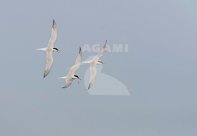 Common Tern (Sterna hirundo) on Wadden island Texel in the Netherlands. stock-image by Agami/Marc Guyt,