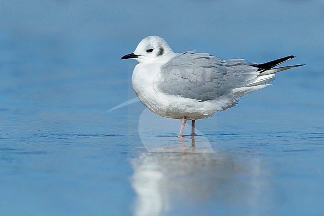 Adult non-breeding Bonaparte's Gull (Chroicocephalus philadelphia) at Cape May Co., New Jersey, March 2017. stock-image by Agami/Brian E Small,